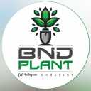 BNDPlant، فروش گیاهان آپارتمانی گلدان در بندرعباس