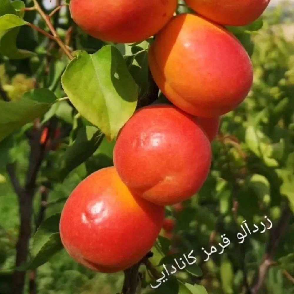 1734589451101.webp