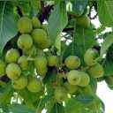 نهالستان سرسبز عزیزی، تولید نهال میوه در میاندوآب