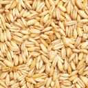 خوراک دام و طیور مختومی، فروش گندم و جو دامی در گنبدکاووس