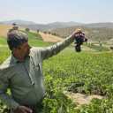 انگورکاران پیشرو غرب، فروش نهال انگور در مریوان کردستان