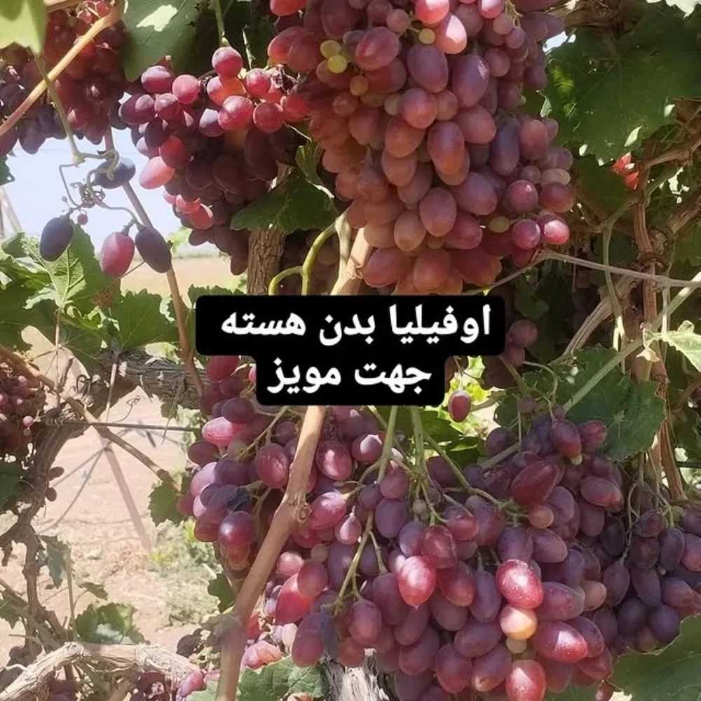 1765776456965.webp