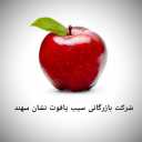 بازرگانی سیب یاقوت نشان سهند، صادرات عمده سیب در مراغه آذربایجان شرقی