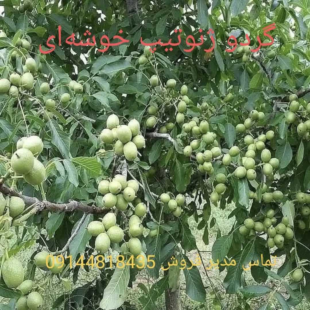 1770545855177.webp