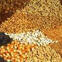 فروشگاه بهزادی، فروش و پخش نهاده های دامی و کشاورزی در برازجان