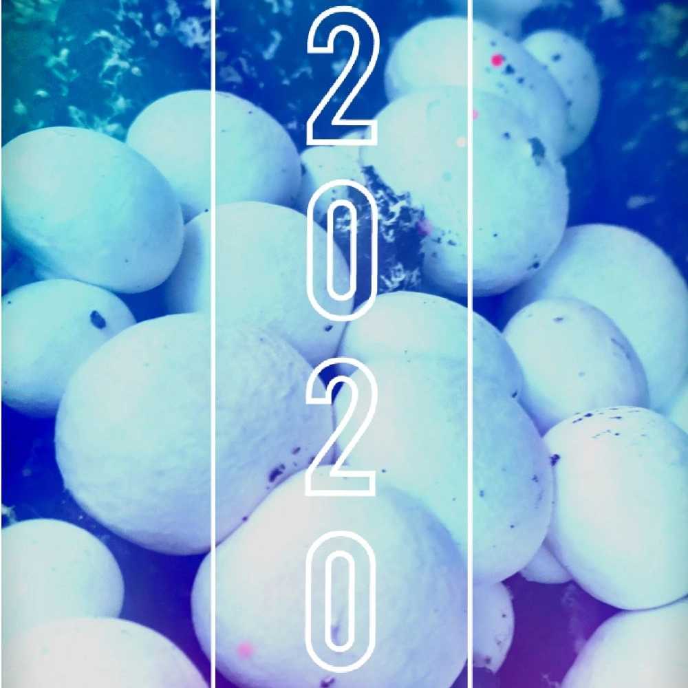 1779256452399.webp