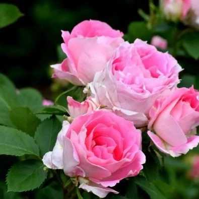 1699682883617.webp