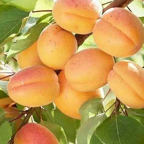 1686824869626.webp