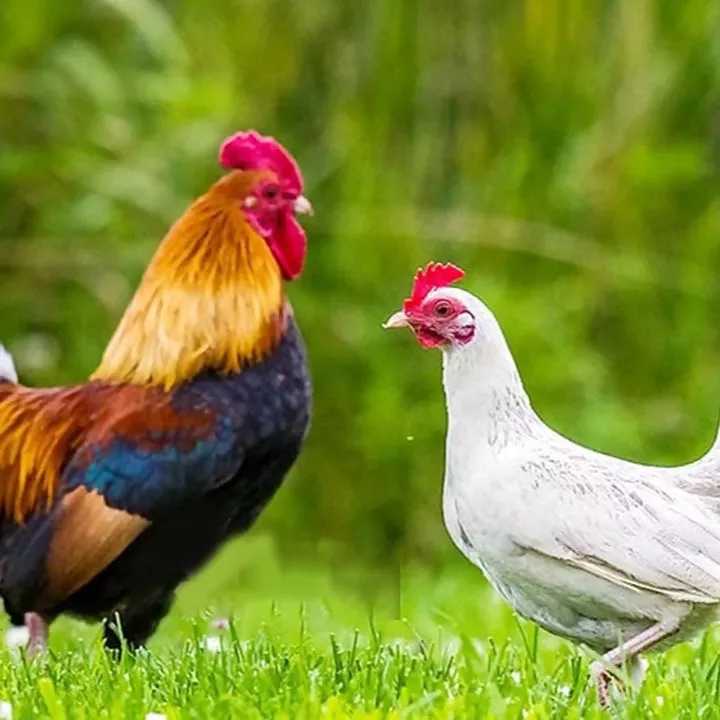 1689403316916.webp