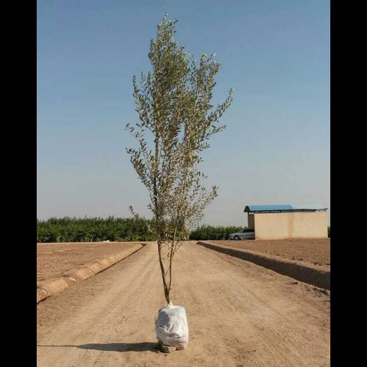 1693911849545.webp