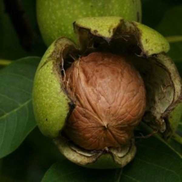 1698655154565.webp