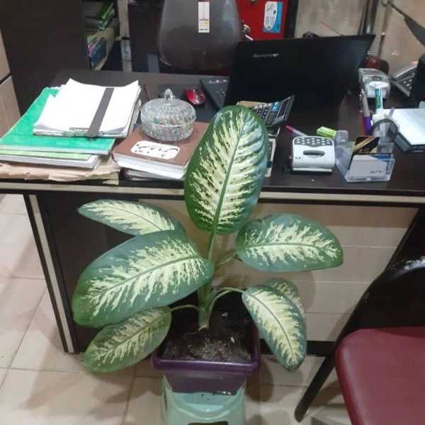 1699167206505.webp