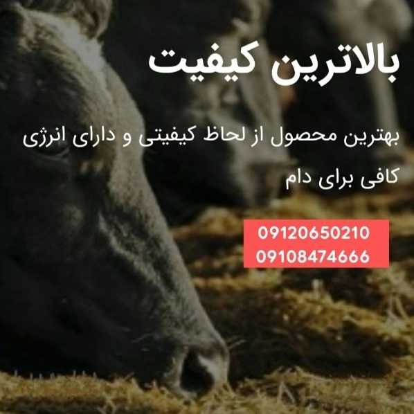 1700404444778.webp