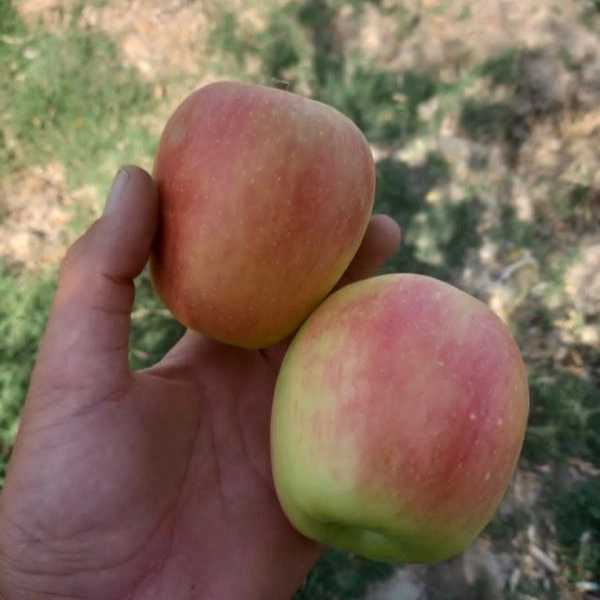 1703747419049.webp