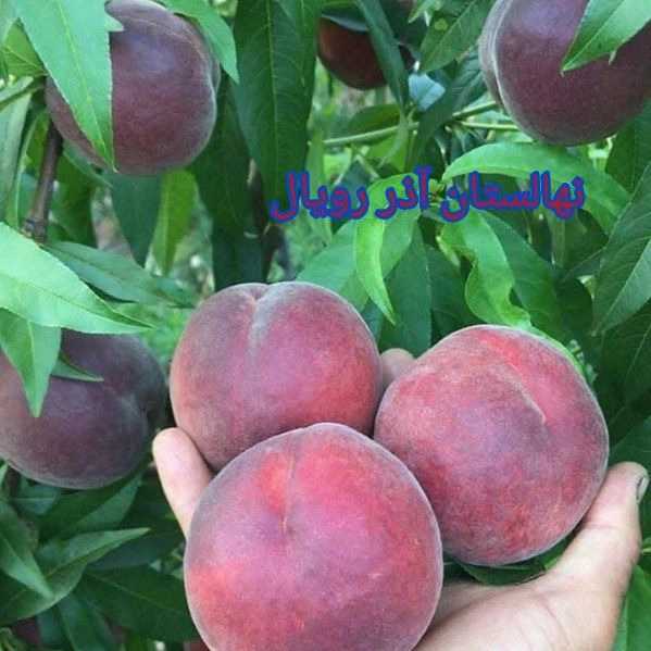 1703747489073.webp