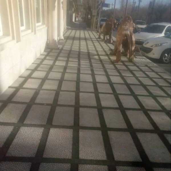 1704965259596.webp