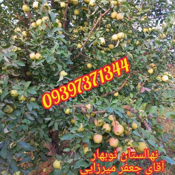 1705123431796.webp