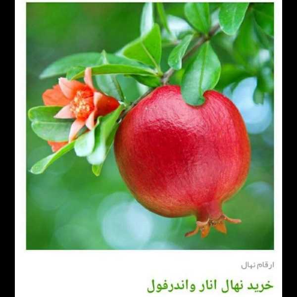 1705830354634.webp