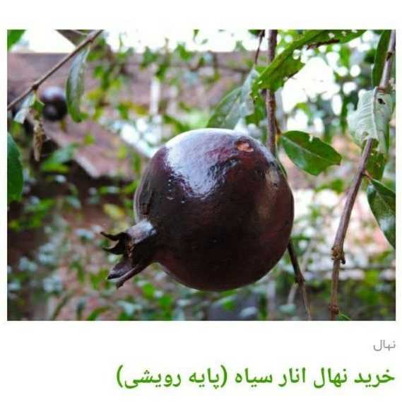 1705830389850.webp
