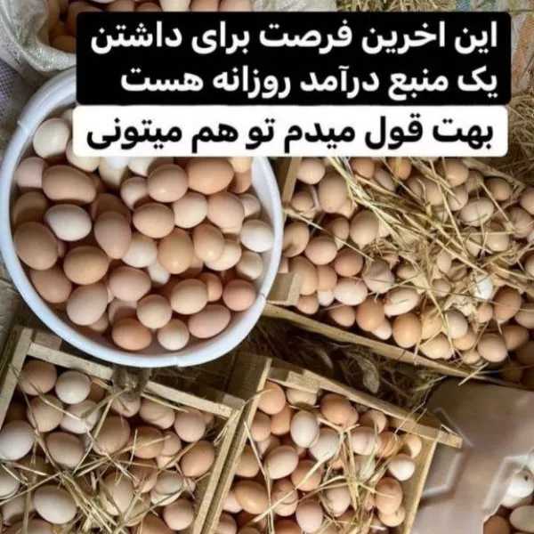 1709018541183.webp