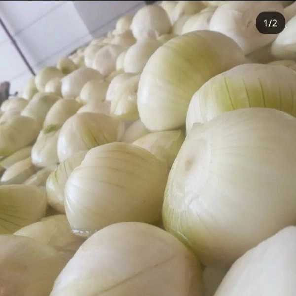 1719390262404.webp
