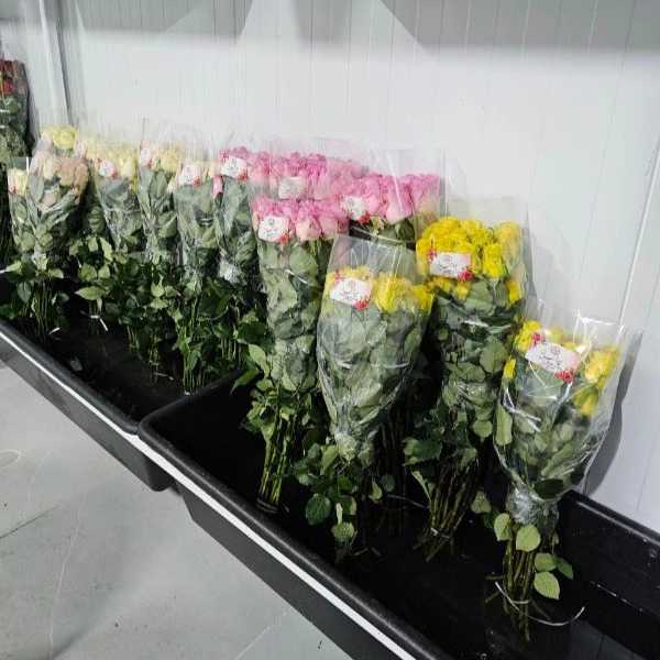 1723108315416.webp