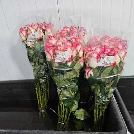 1723108326791.webp