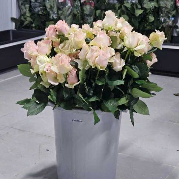 1723108342447.webp