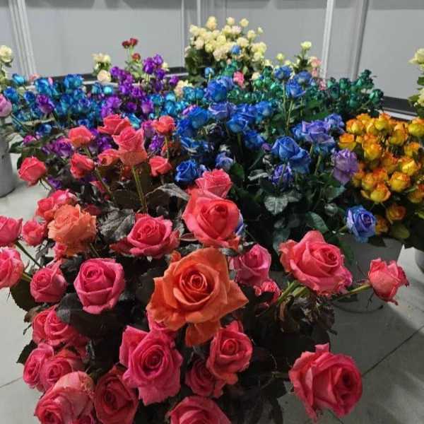 1723108532647.webp