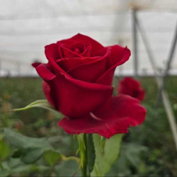 1724744083469.webp
