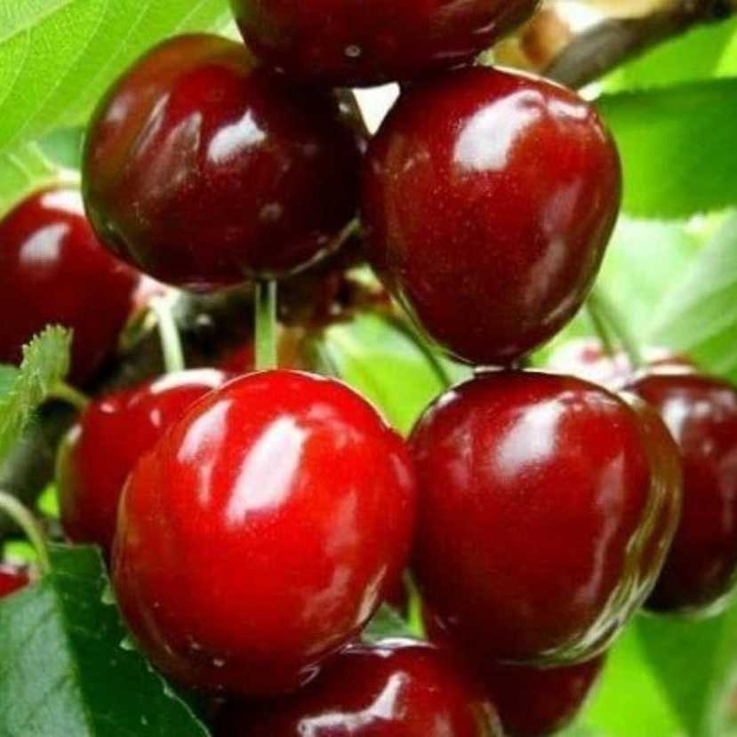 1742205151269.webp