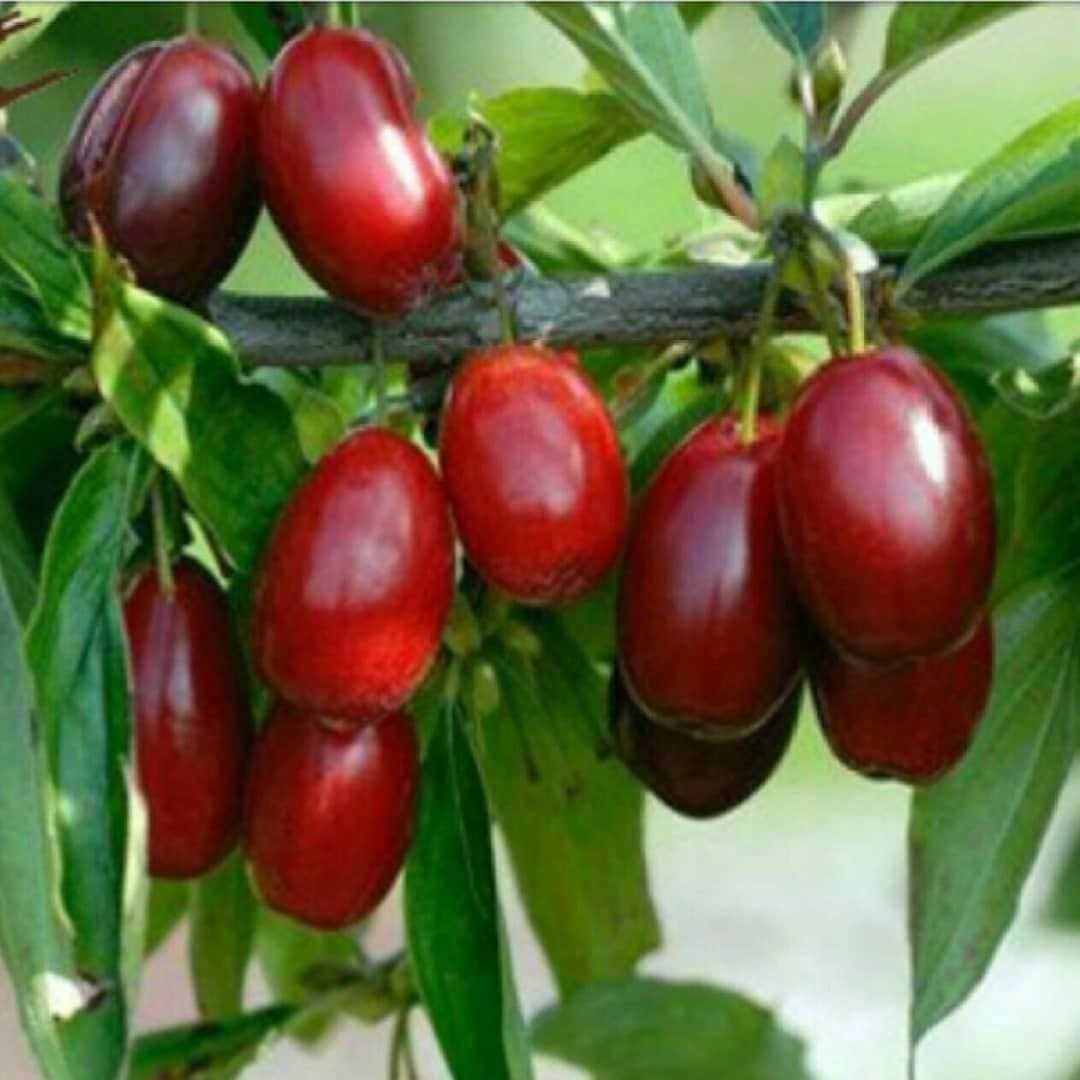 1742205182435.webp
