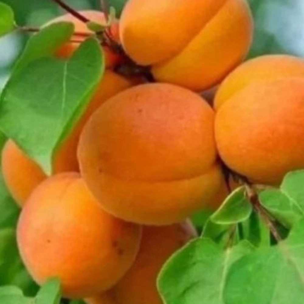 1742205214677.webp