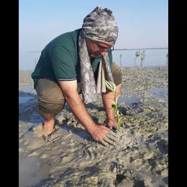 کاشت نهال برای حفظ جنگل حرا
