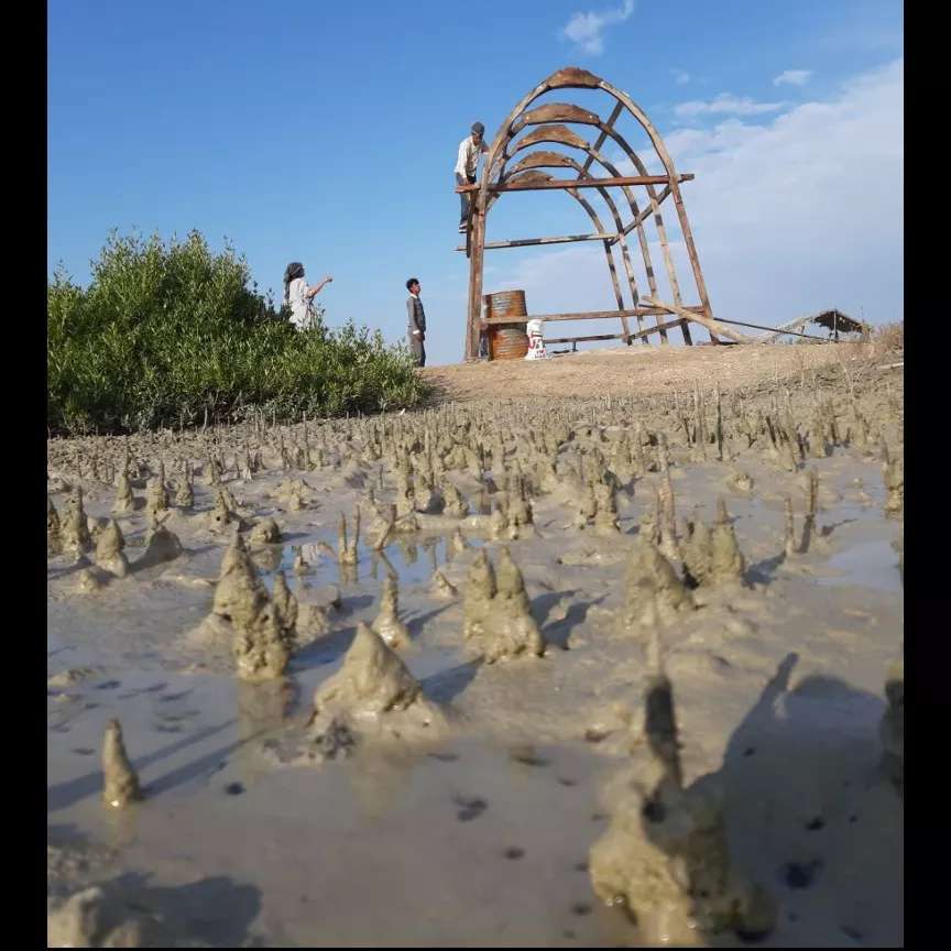 کاشت نهال برای حفظ جنگل حرا