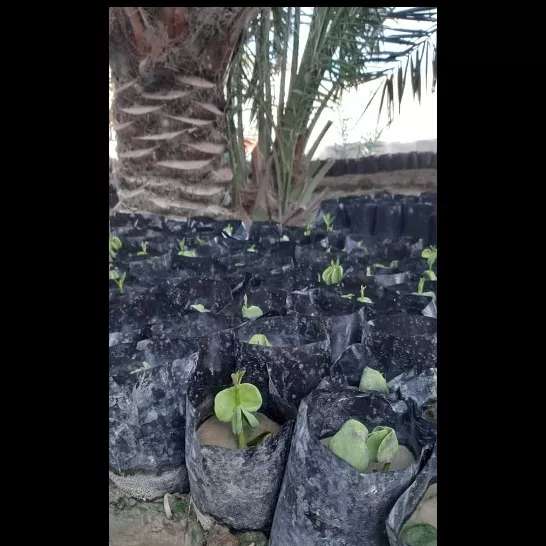 کاشت نهال برای حفظ جنگل حرا