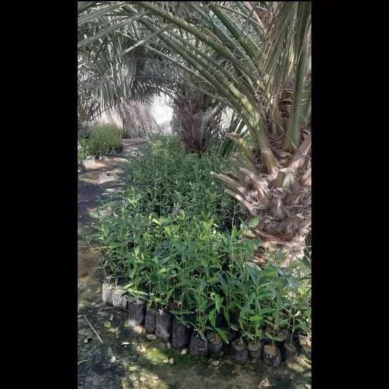 کاشت نهال برای حفظ جنگل حرا