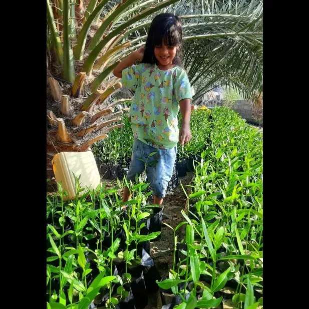 کاشت نهال برای حفظ جنگل حرا
