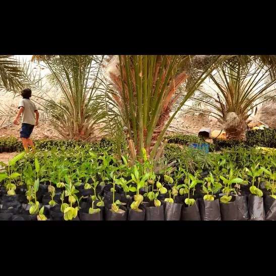 کاشت نهال برای حفظ جنگل حرا