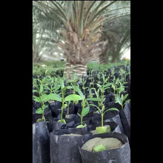 کاشت نهال برای حفظ جنگل حرا