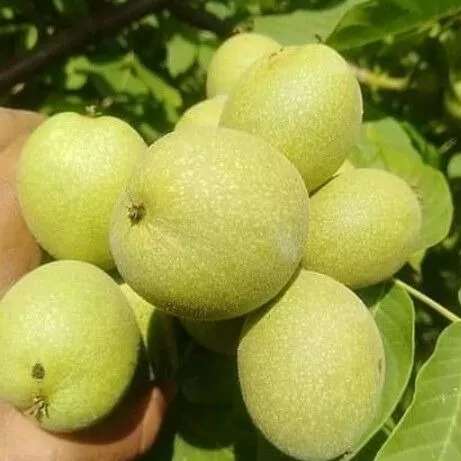 گردو