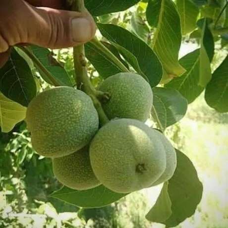 گردو