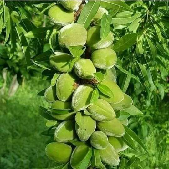 نهال بادام