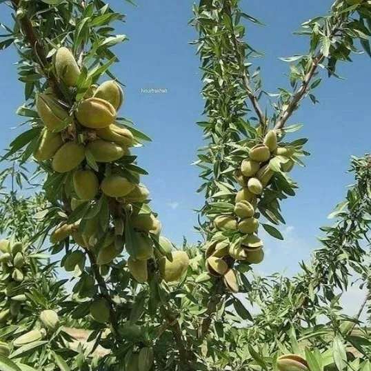 نهال بادام