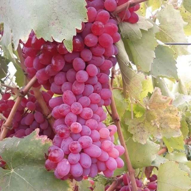 انگور
