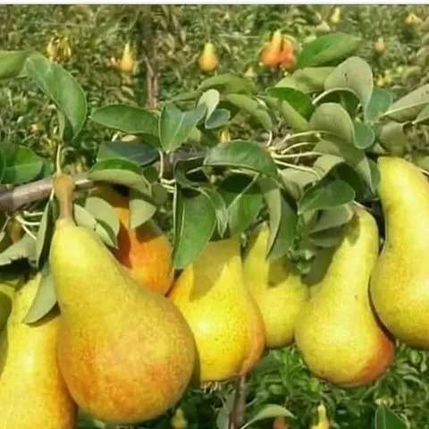 میوه