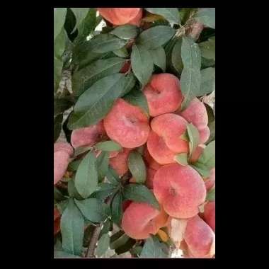 میوه