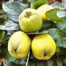 میوه