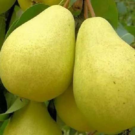 میوه