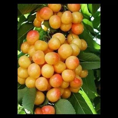 میوه
